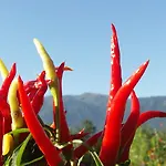 Ruhige Mit Schoenem Eigengarten In Am Millstaettersee סיבודן