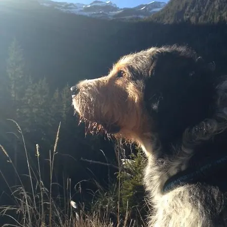 Hunde Und Sind In Der Gartenwohnung Gretl Mit Biotop In Seenähe Herzlich Willkommen * Seeboden am Millstätter See