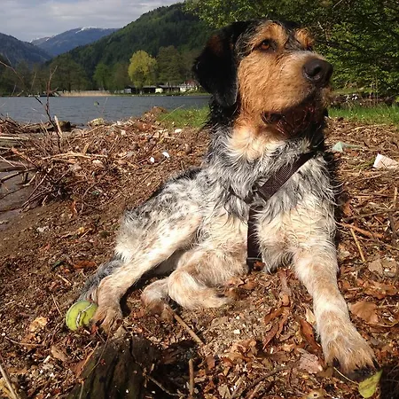 Ruhige Mit Schoenem Eigengarten In Am Millstaettersee *