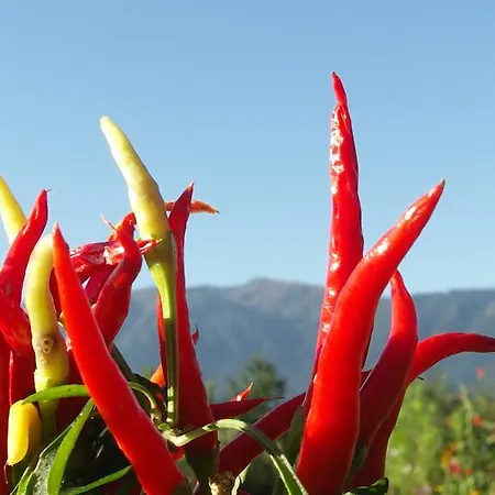 Ruhige Mit Schoenem Eigengarten In Am Millstaettersee Seeboden