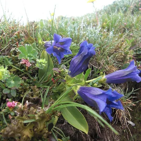 Ruhige Mit Schoenem Eigengarten In Am Millstaettersee Apartmán *