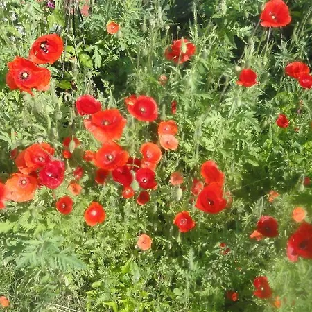 Apartmán Ruhige Mit Schoenem Eigengarten In Am Millstaettersee Seeboden